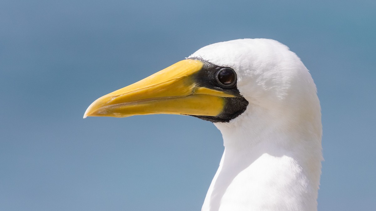 Masked Booby - ML624492690