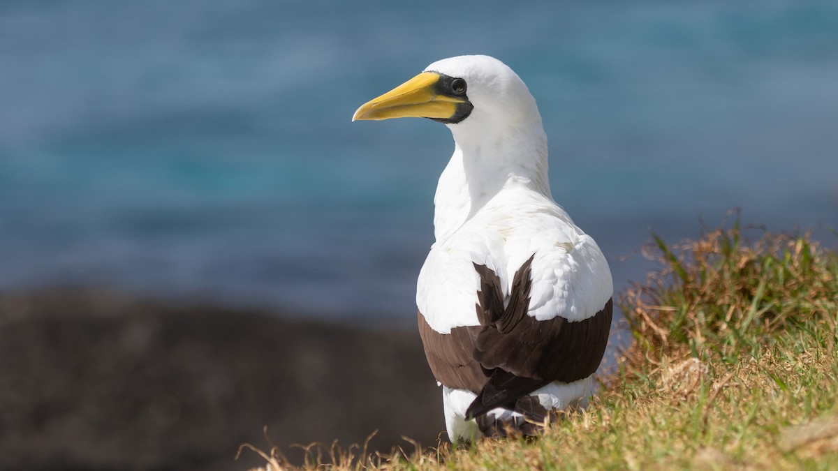 藍臉鰹鳥 - ML624492691