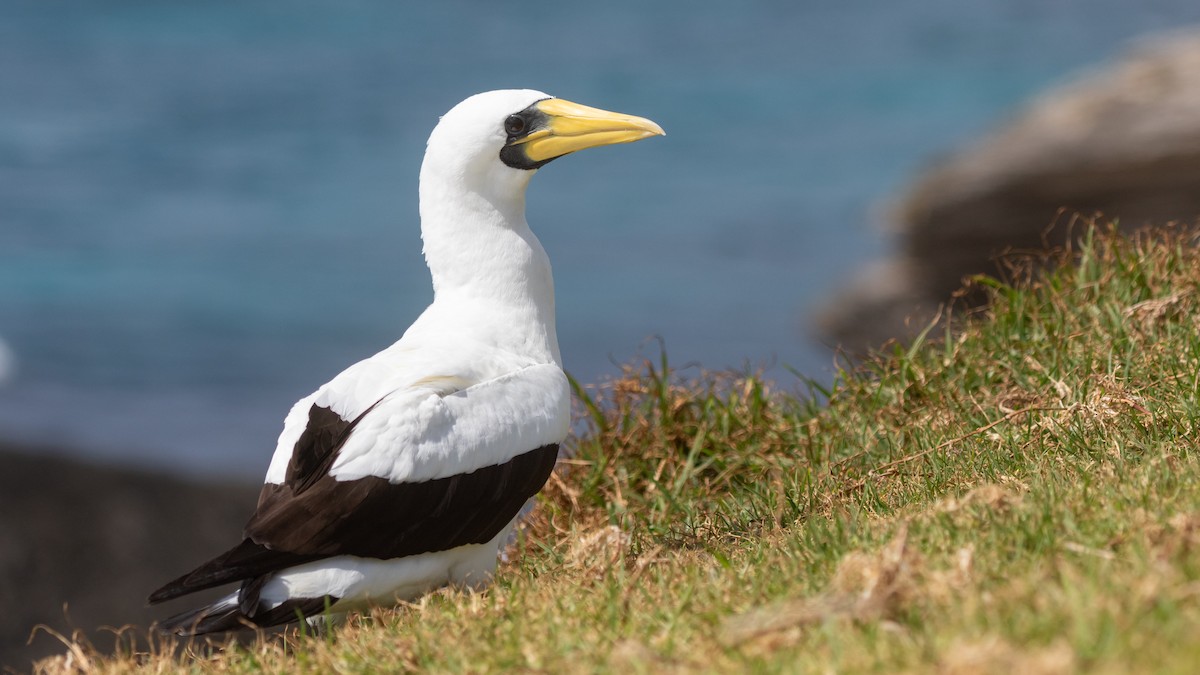 Masked Booby - ML624492692