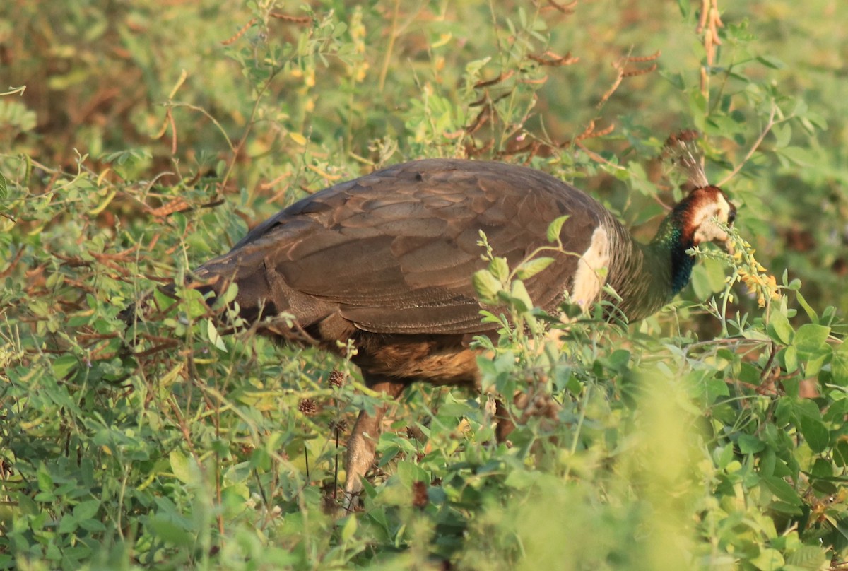 Indian Peafowl - ML624492720