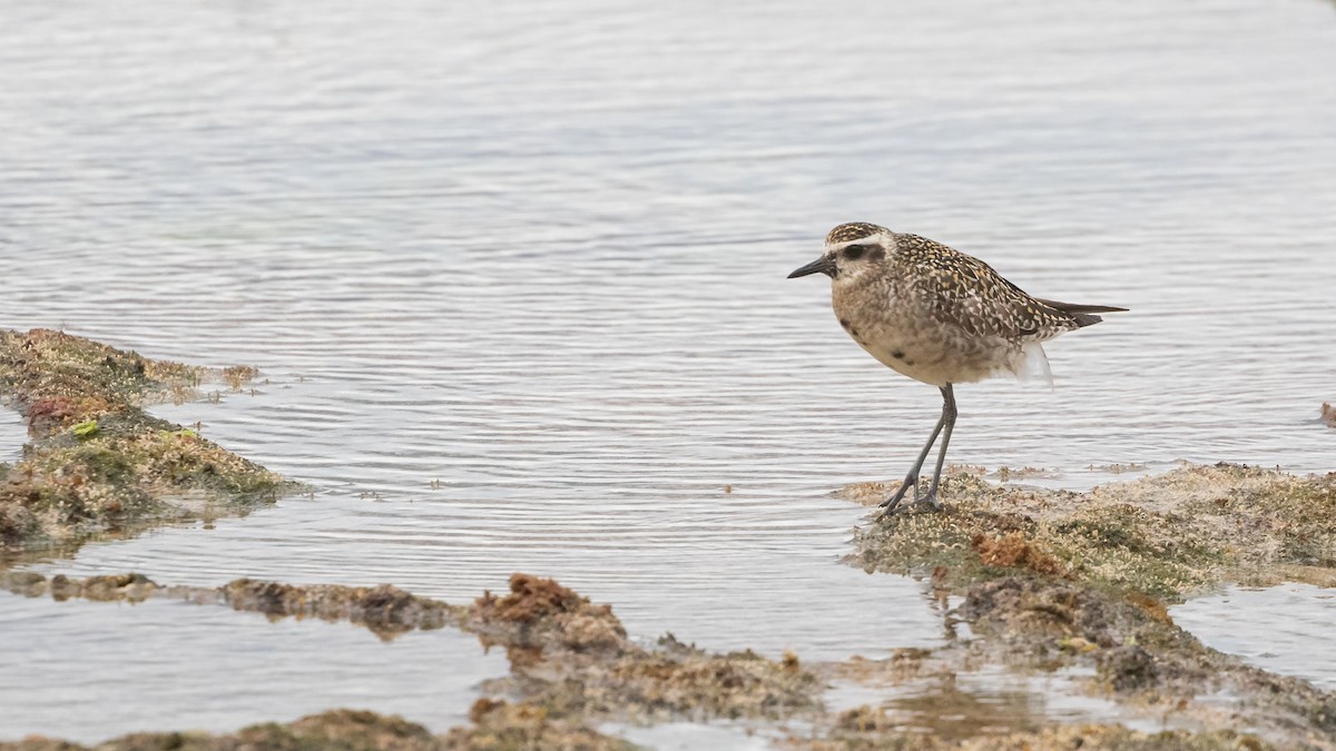 Pacific Golden-Plover - ML624492771