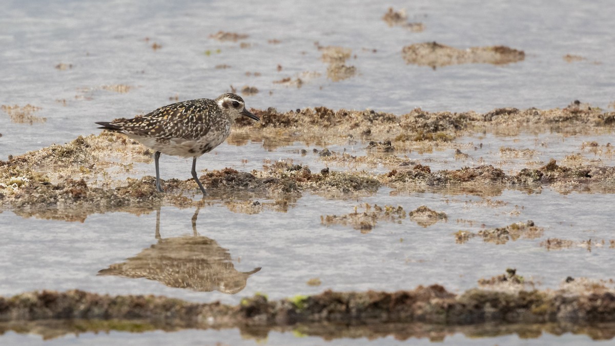 Pacific Golden-Plover - ML624492772