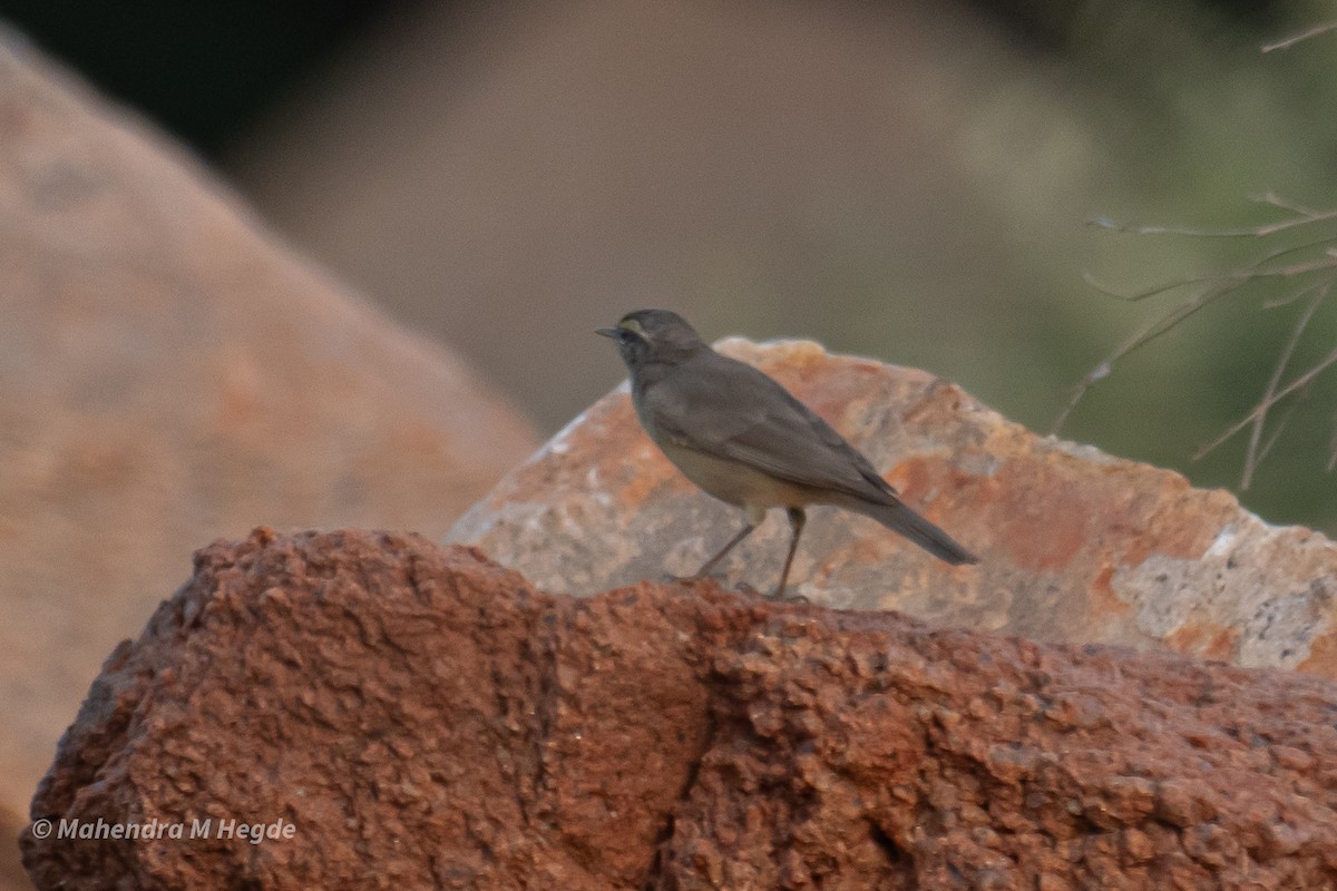 Mosquitero del Pamir - ML624492801