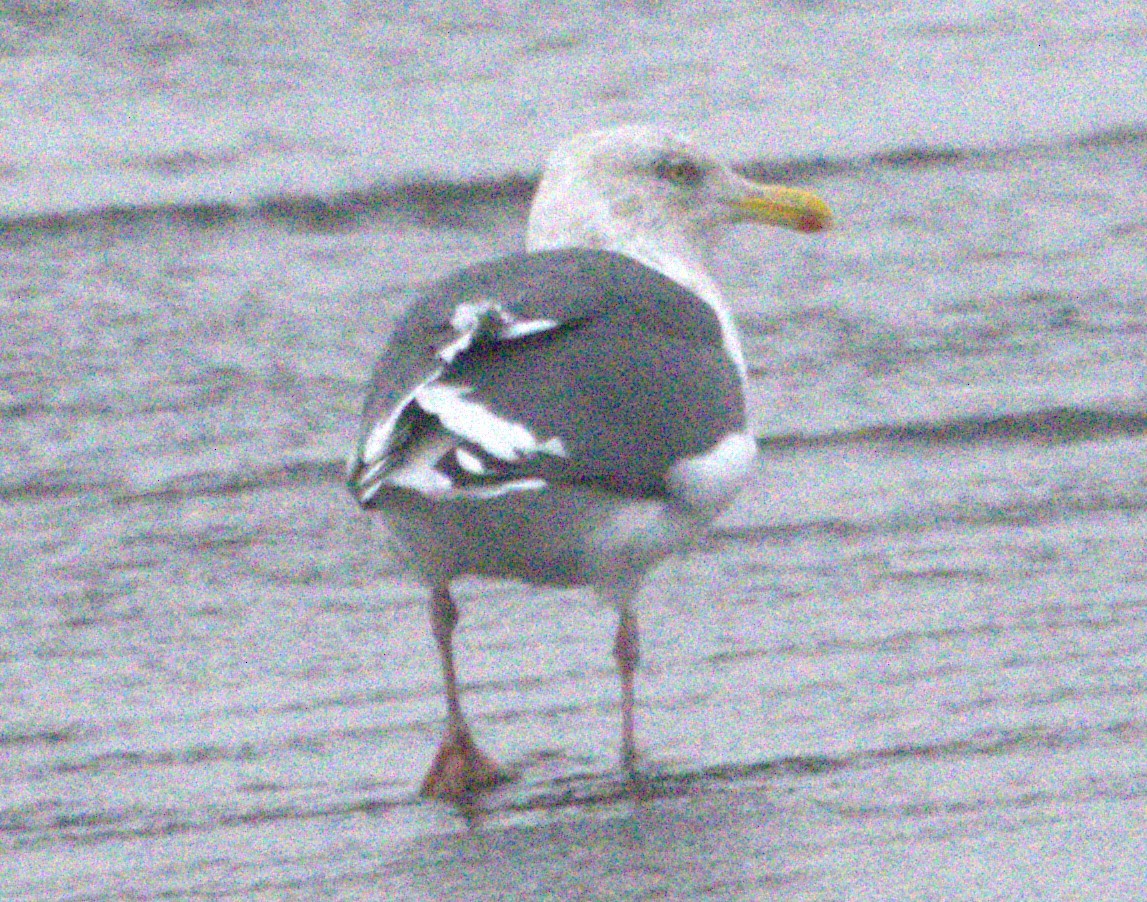 Slaty-backed Gull - ML624492865