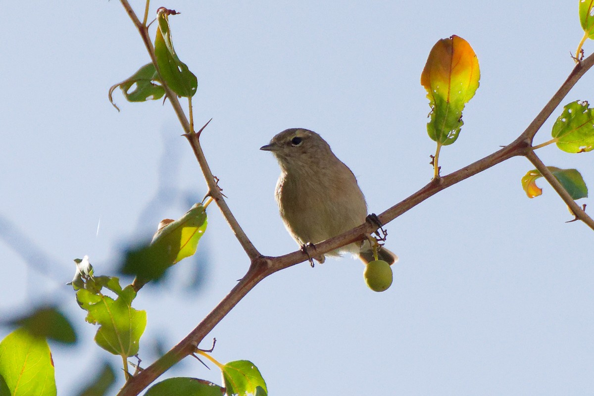 Plain Leaf Warbler - ML624492929