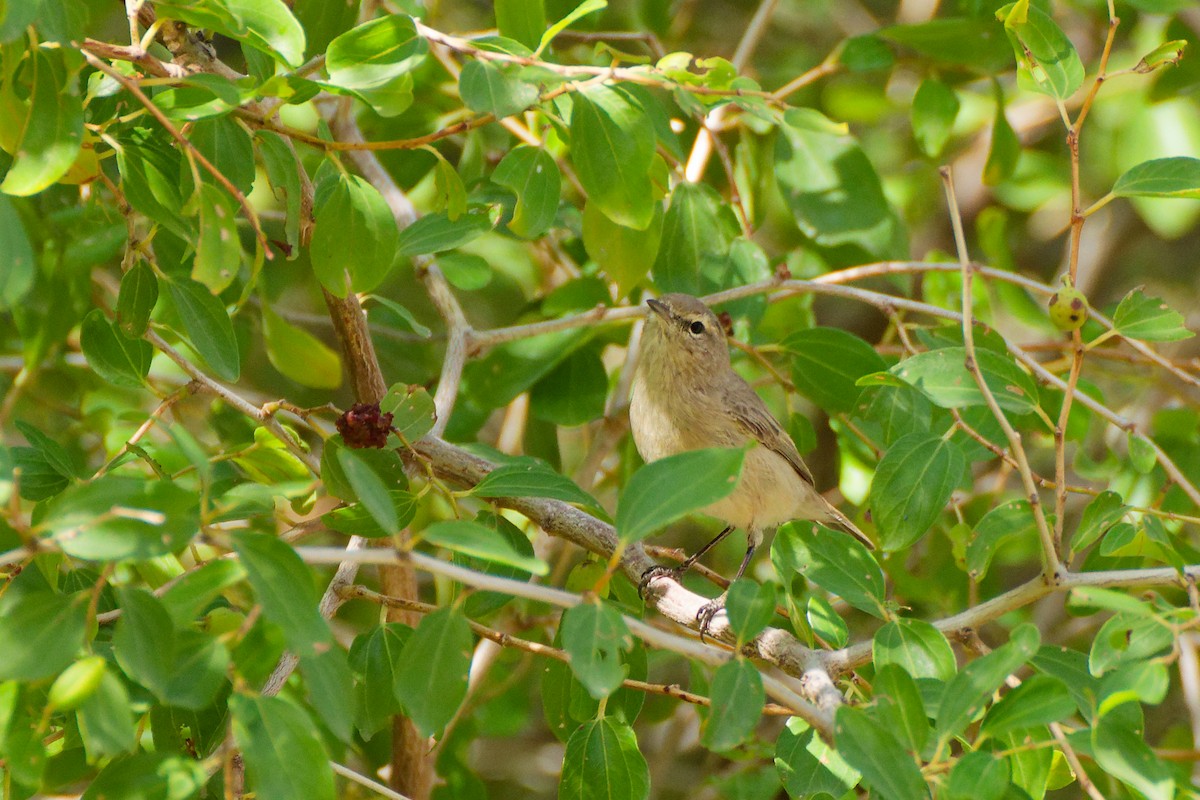 Plain Leaf Warbler - ML624492930