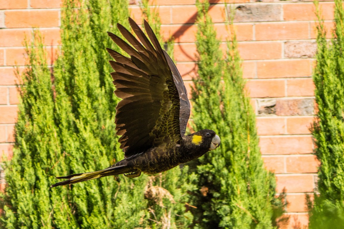 Yellow-tailed Black-Cockatoo - ML624492948