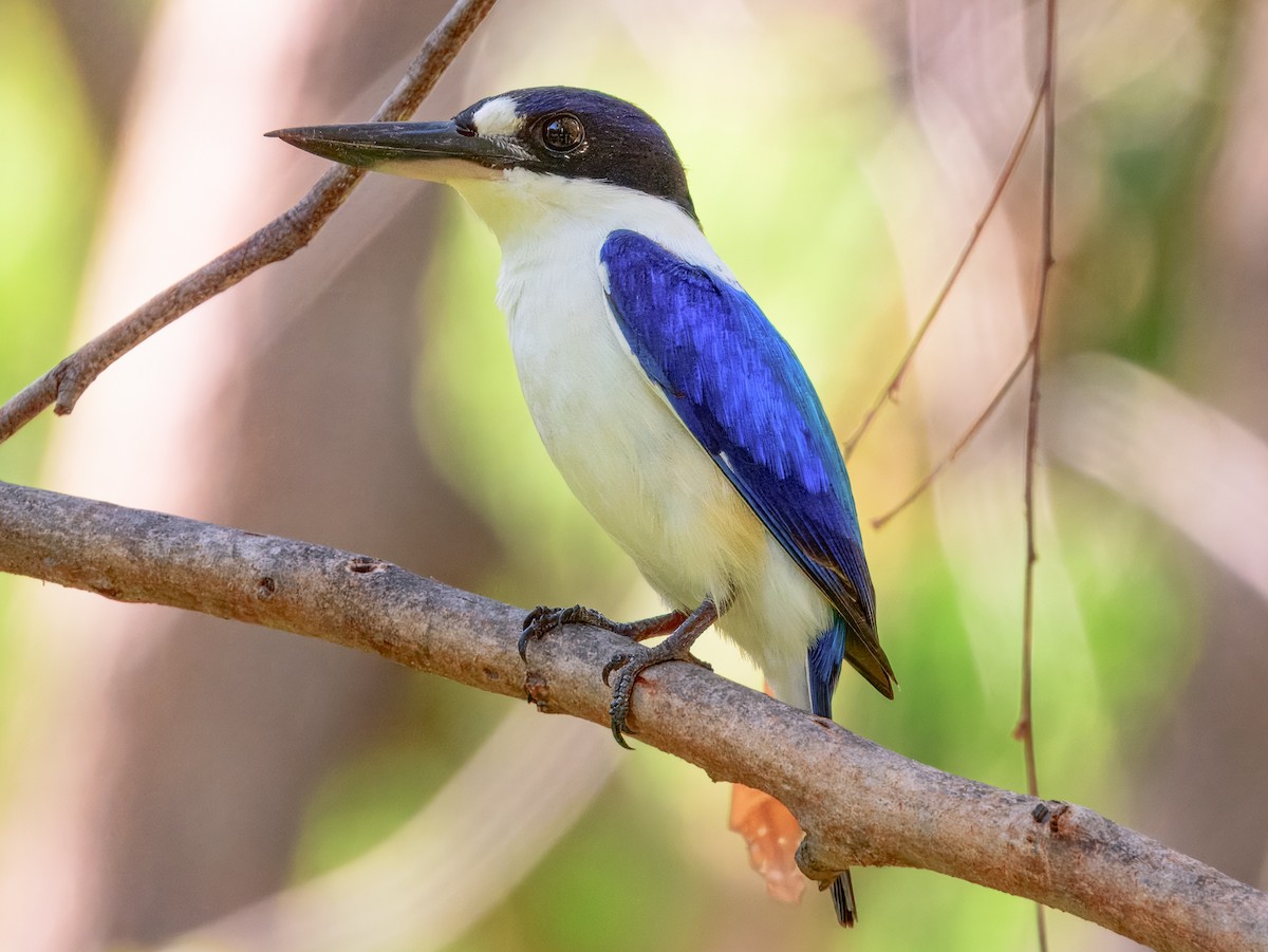 Forest Kingfisher - ML624492966