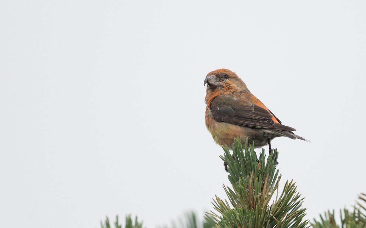 Red Crossbill - ML624493073