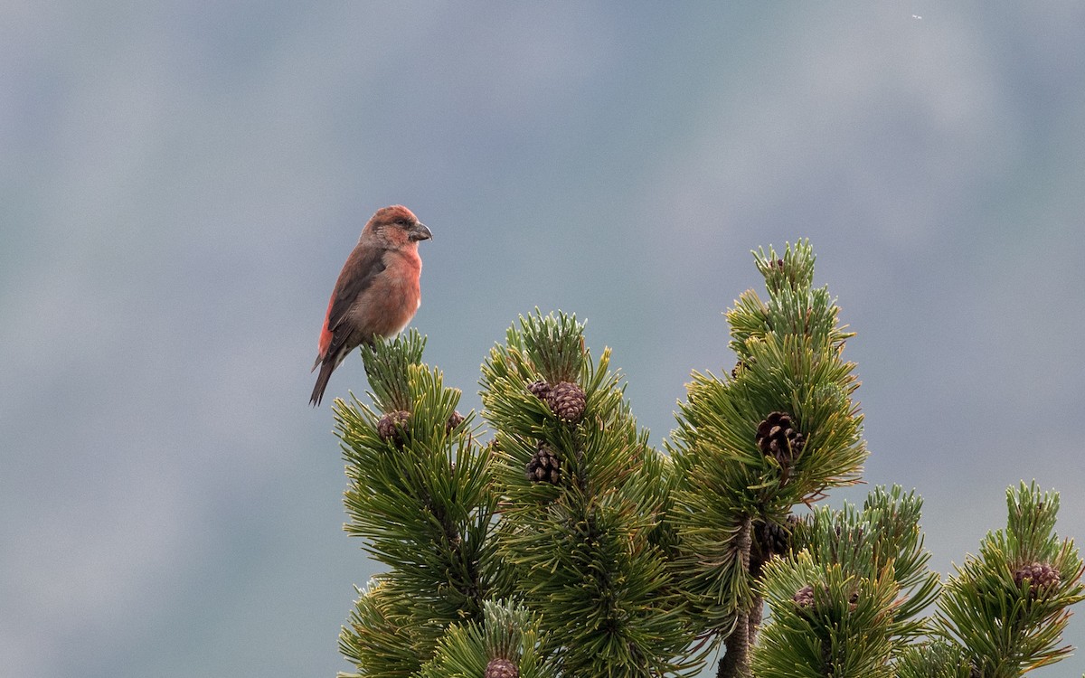 Red Crossbill - ML624493074