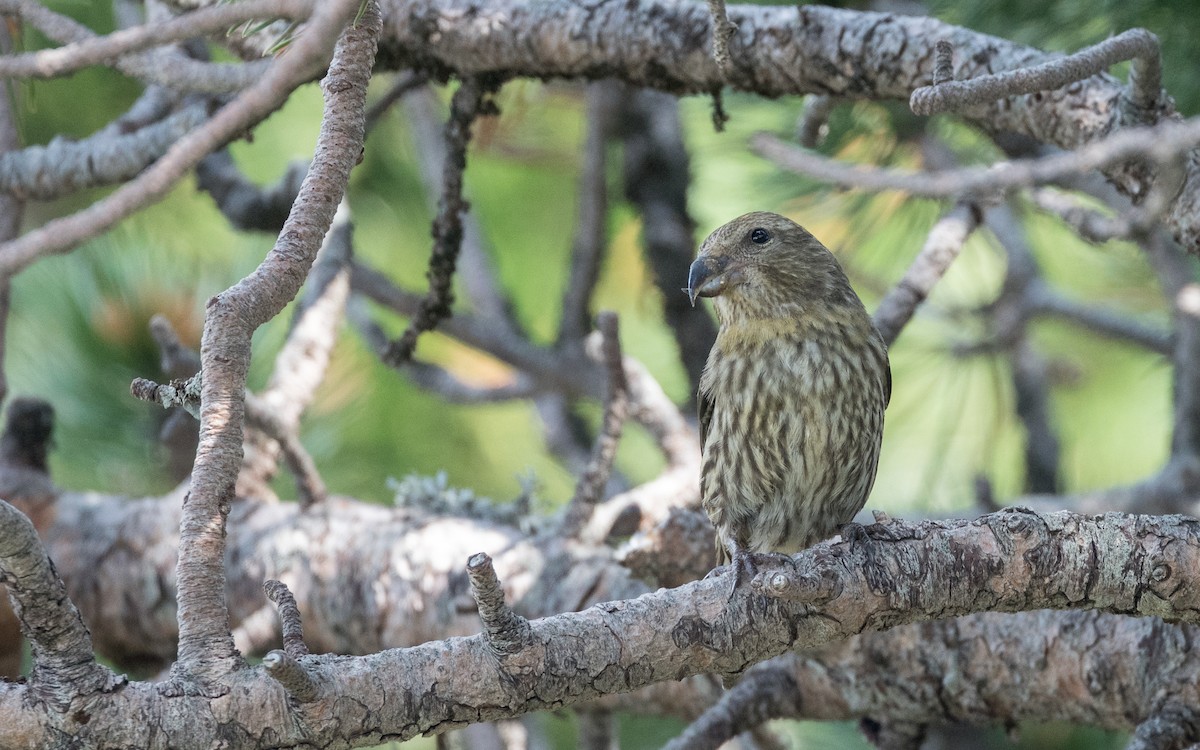 Red Crossbill - Serge Horellou