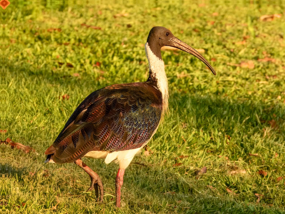 Straw-necked Ibis - ML624493103