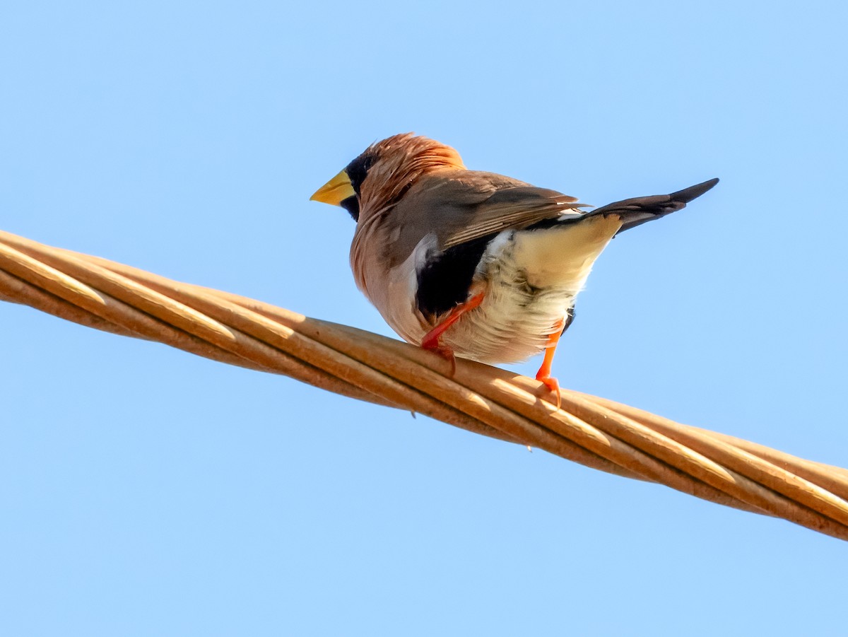 Masked Finch (Masked) - ML624493145