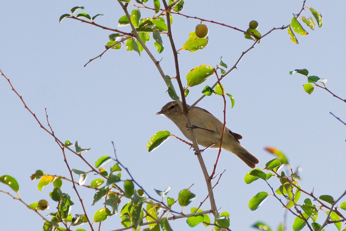 Plain Leaf Warbler - ML624493183