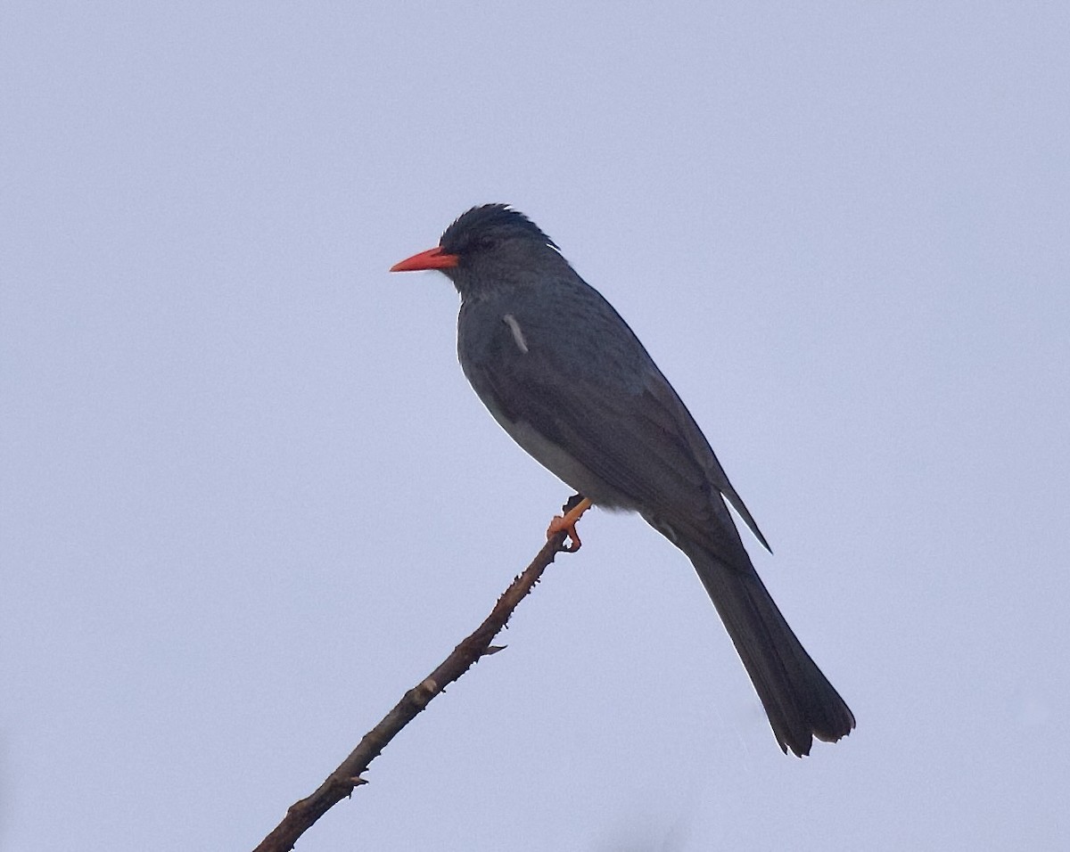 Square-tailed Bulbul - ML624493261