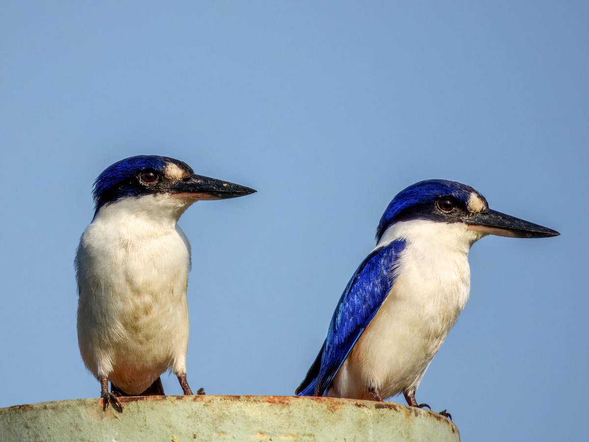 Forest Kingfisher - ML624493285