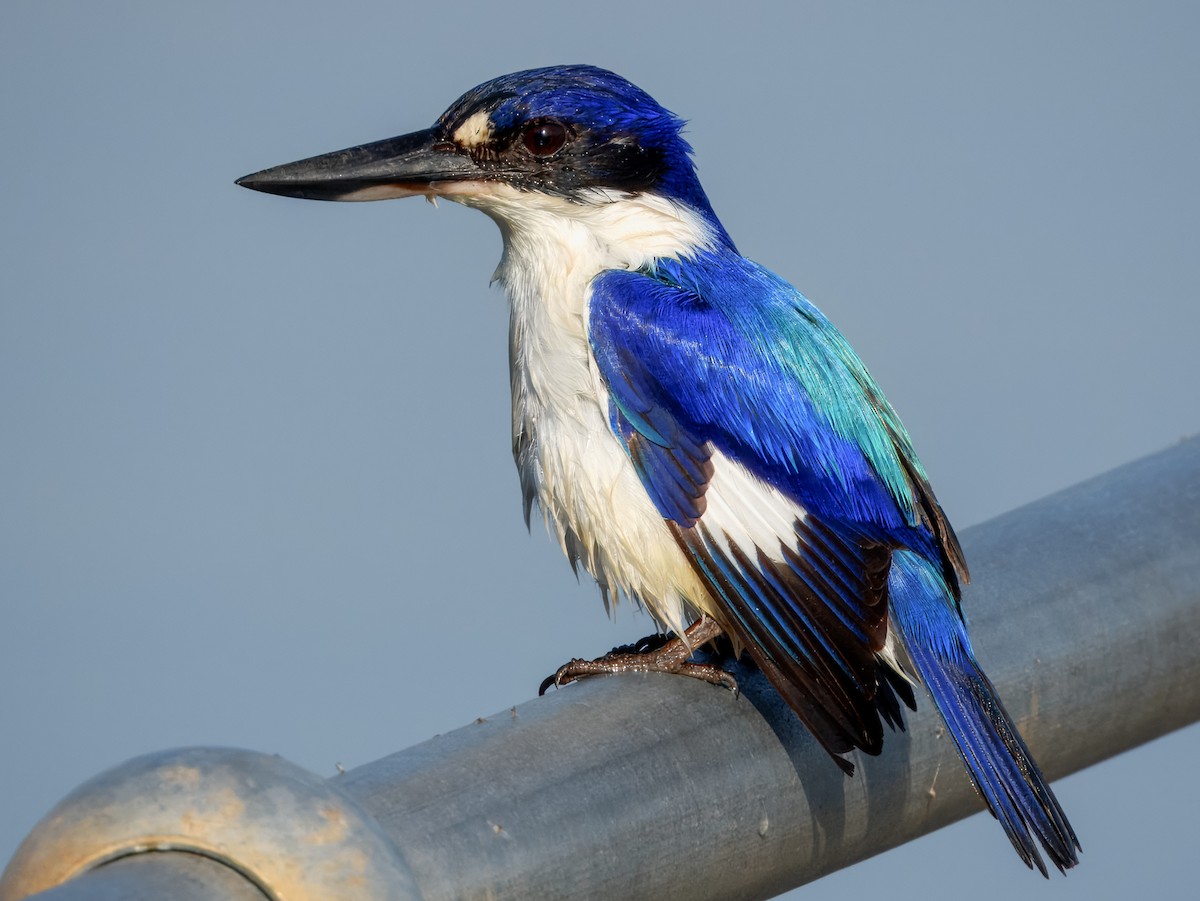 Forest Kingfisher - ML624493287