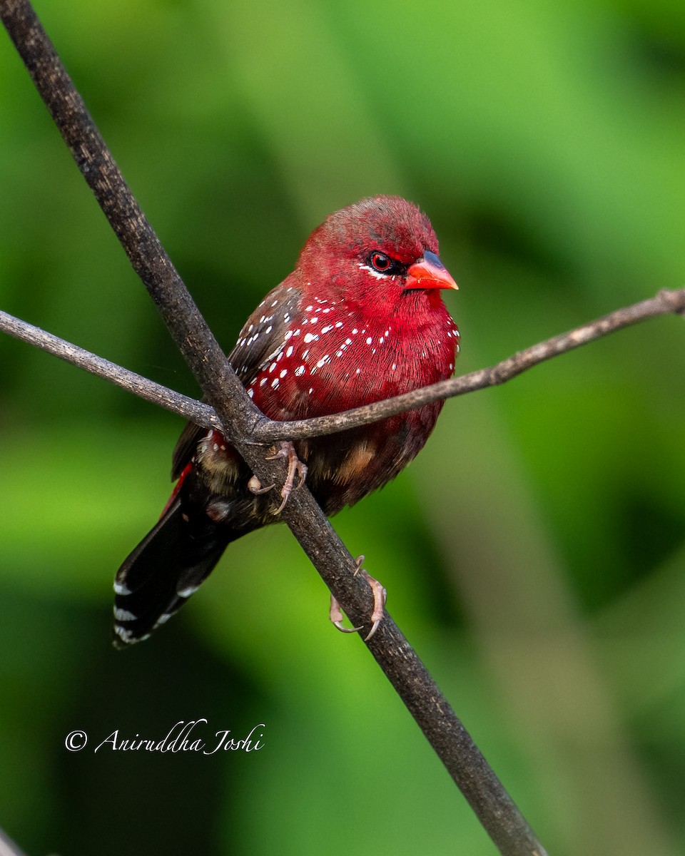 Bengali rouge - ML624493308