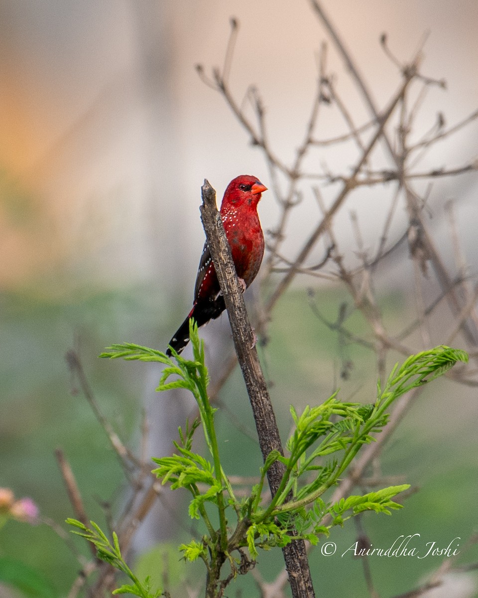 Red Avadavat - Aniruddha Joshi