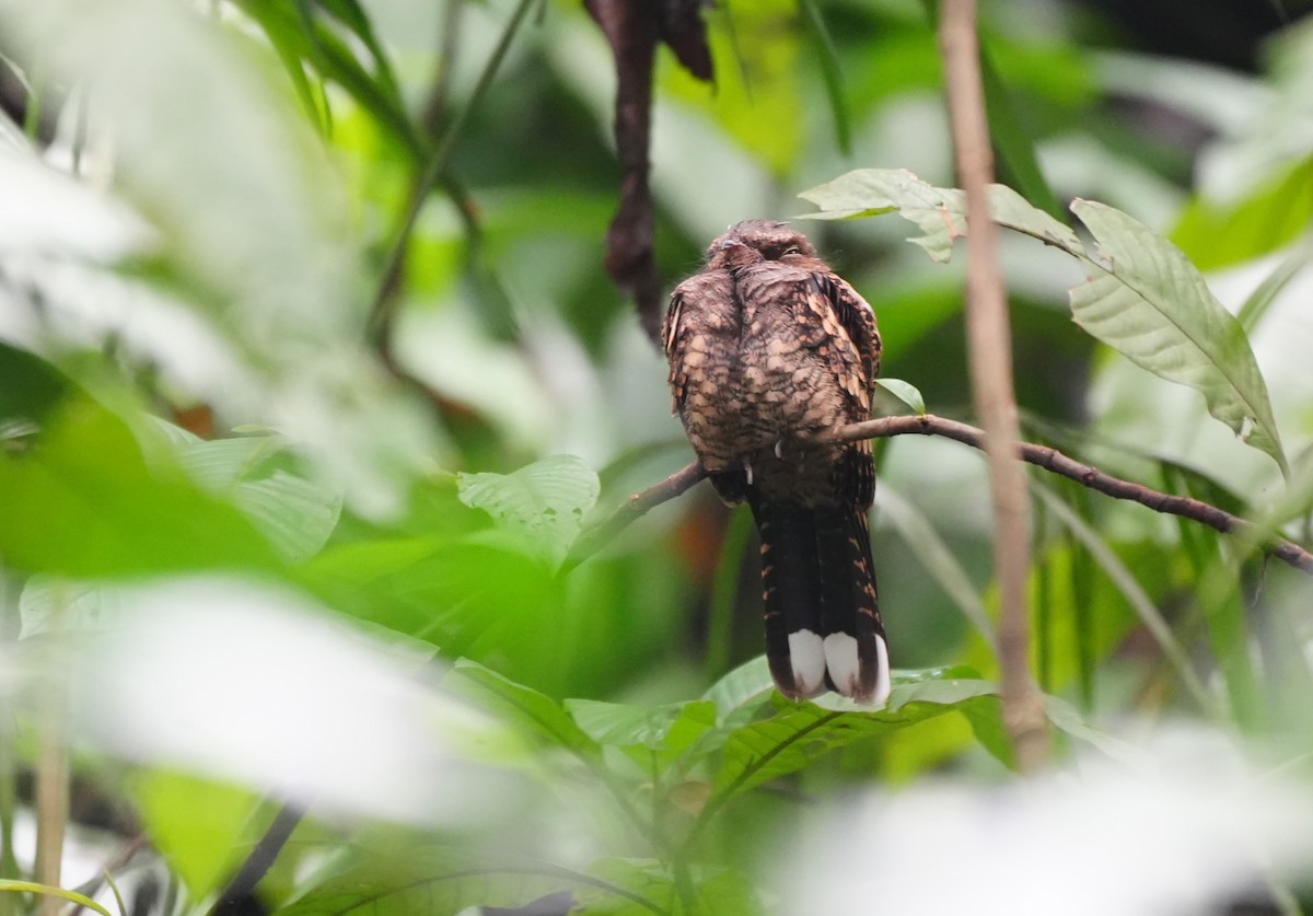 Philippine Nightjar - ML624493324