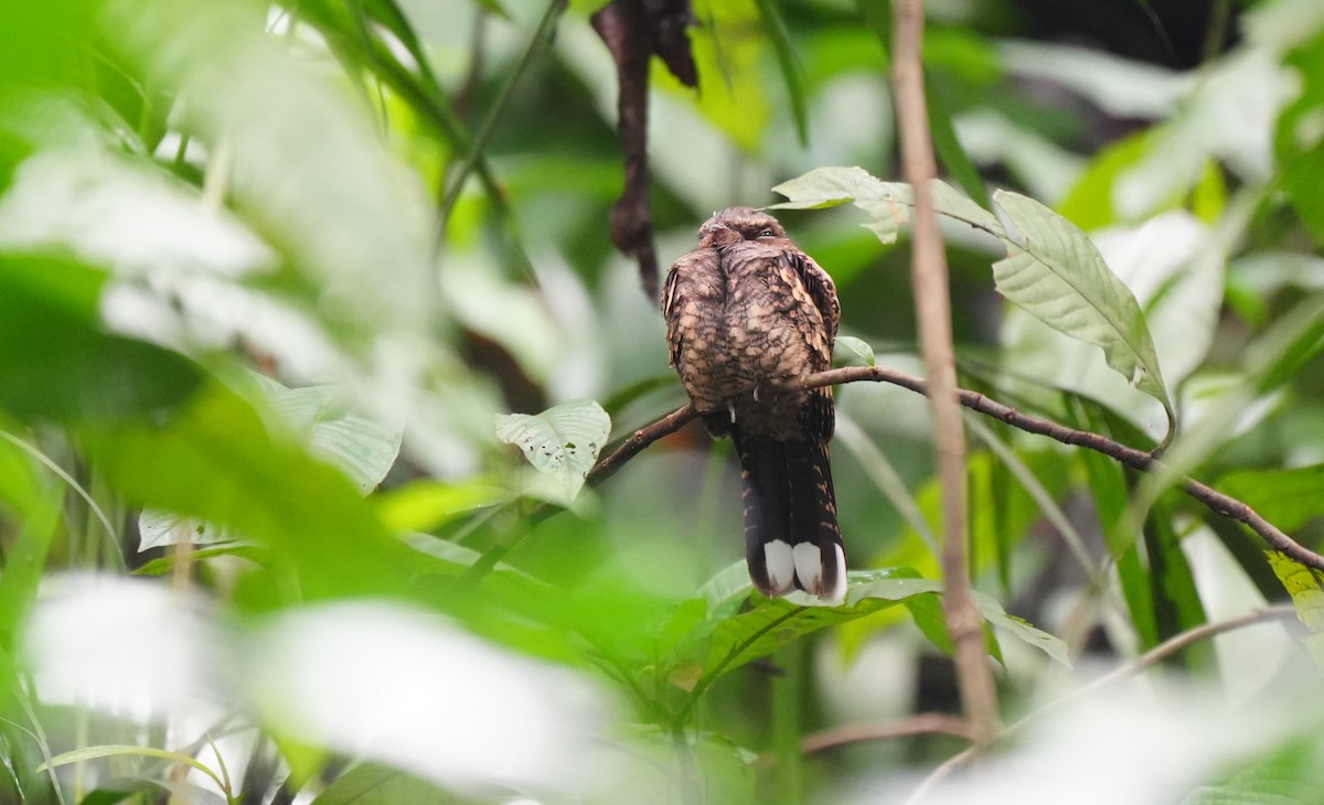 Philippine Nightjar - ML624493325