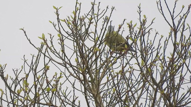 Orange-breasted Green-Pigeon - ML624493394