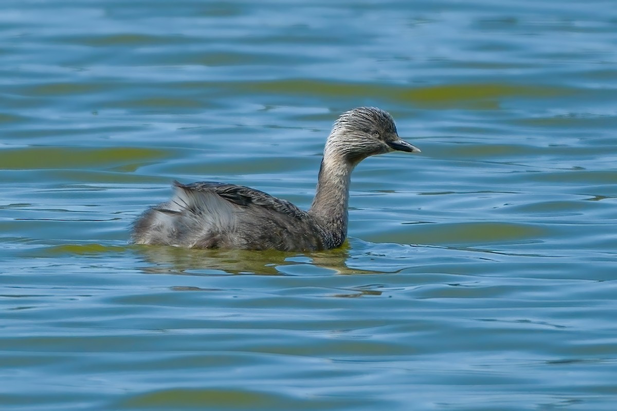 Hoary-headed Grebe - ML624493423