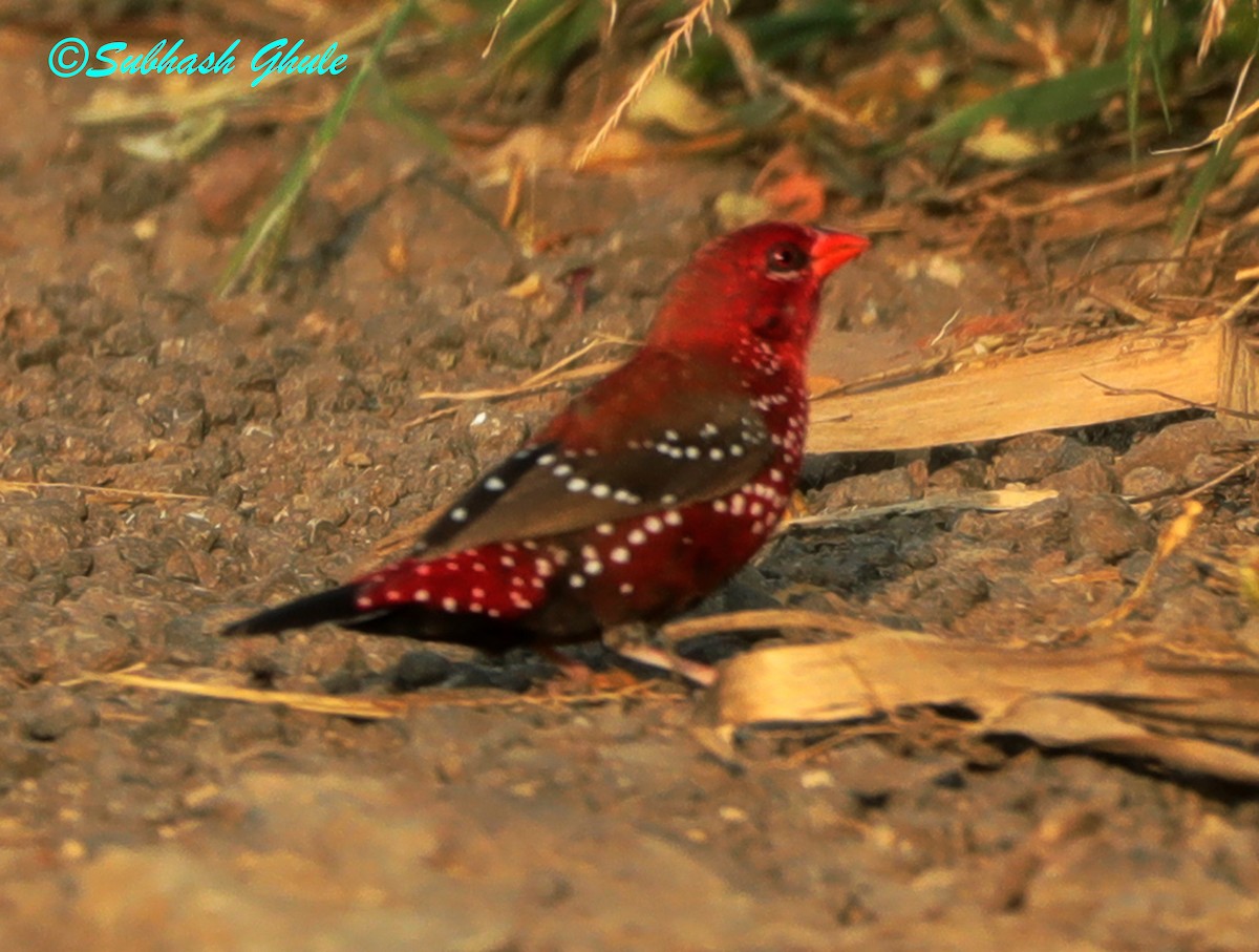 Bengalí Rojo - ML624493453