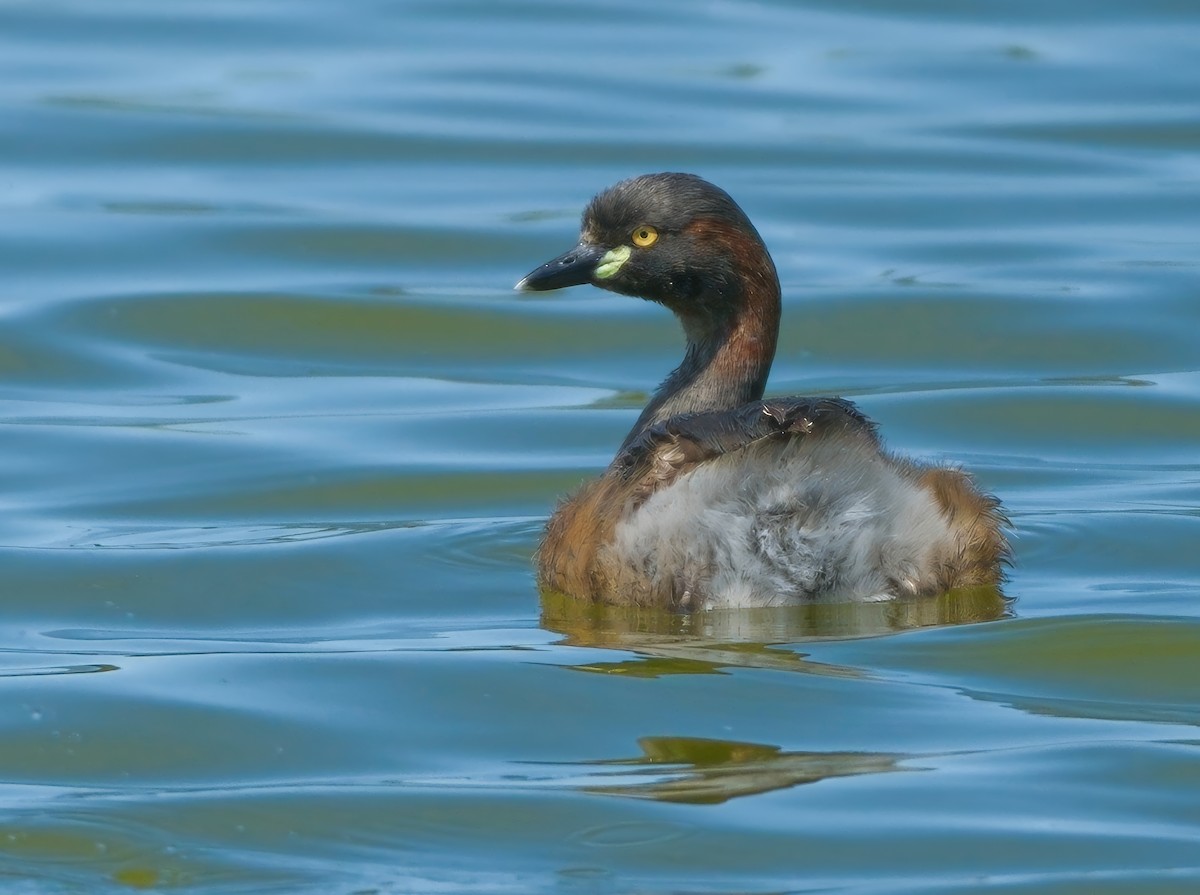 Australasian Grebe - Adrian Brooks