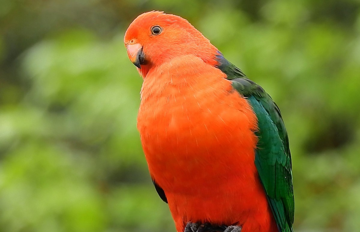 Australian King-Parrot - ML624493500