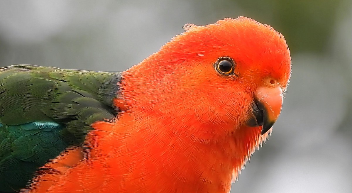 Australian King-Parrot - ML624493501