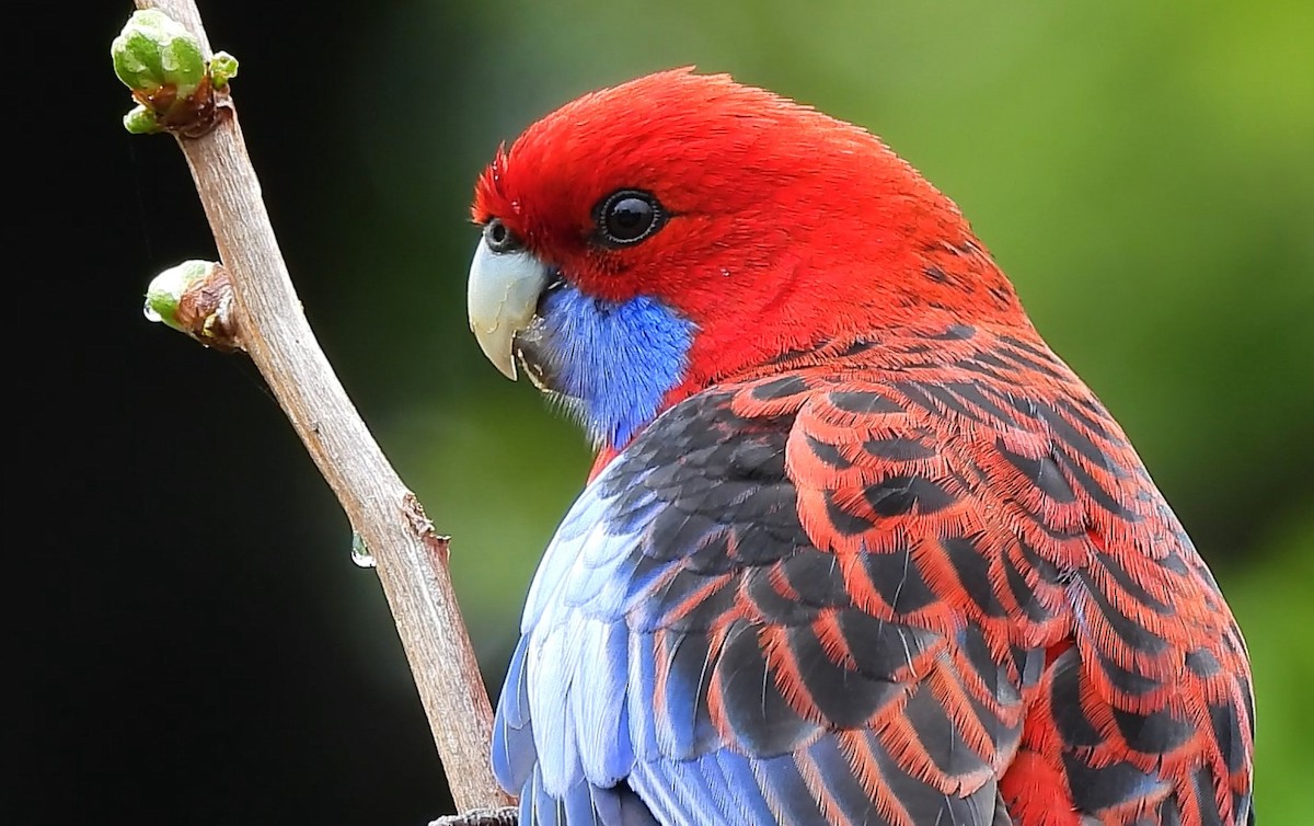 Crimson Rosella - ML624493510