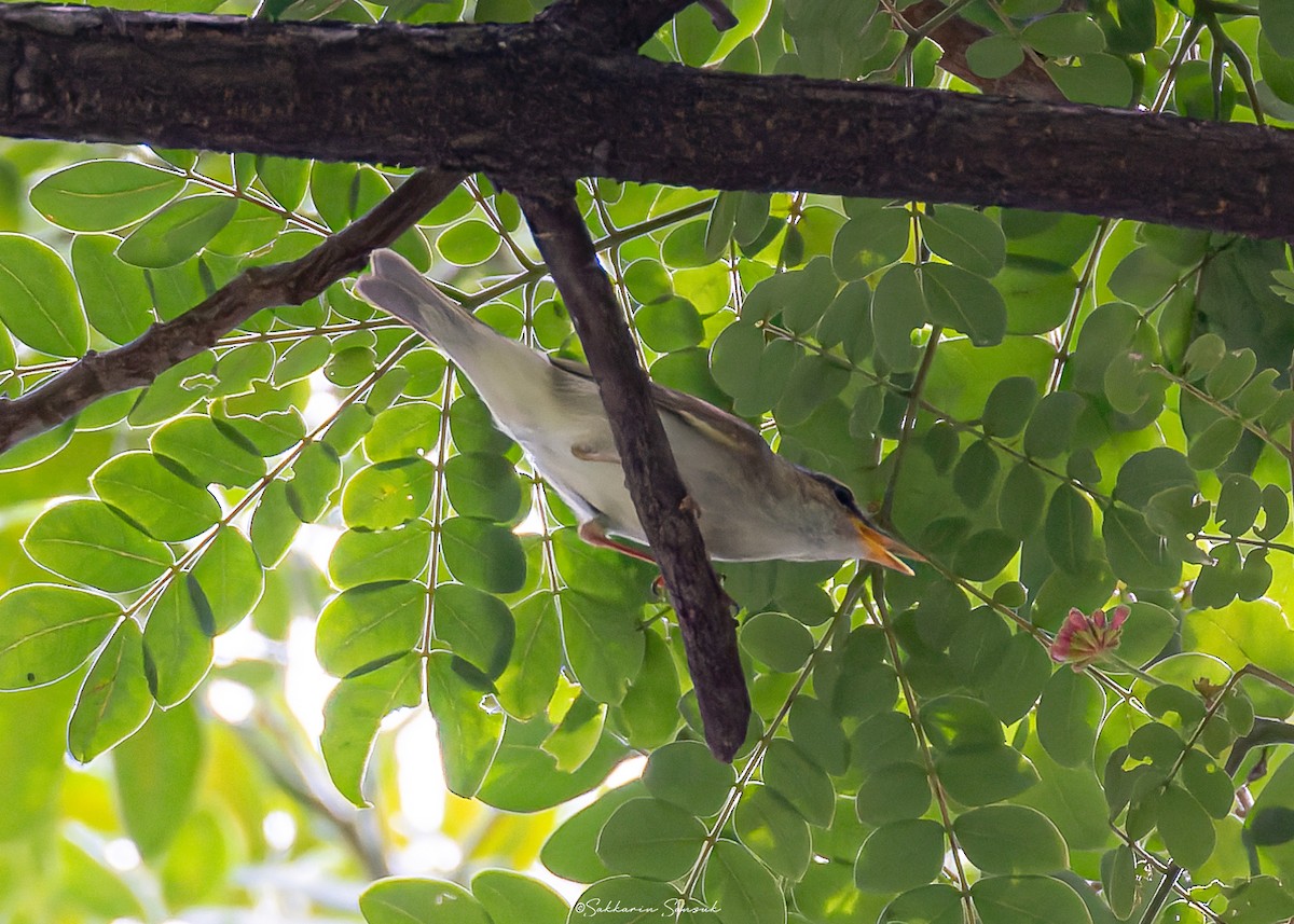 Arctic Warbler - Sakkarin Sansuk