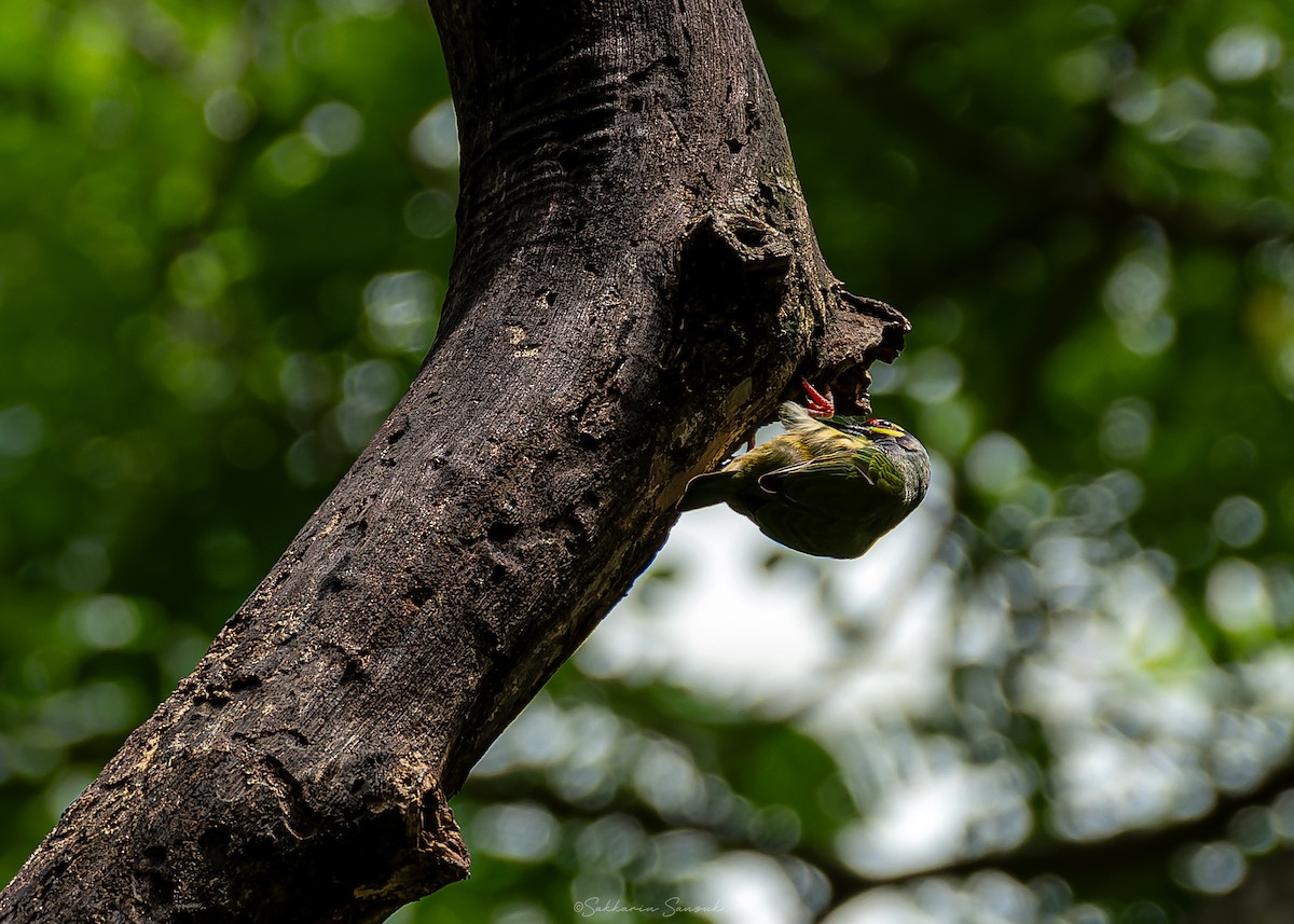 Coppersmith Barbet - Sakkarin Sansuk