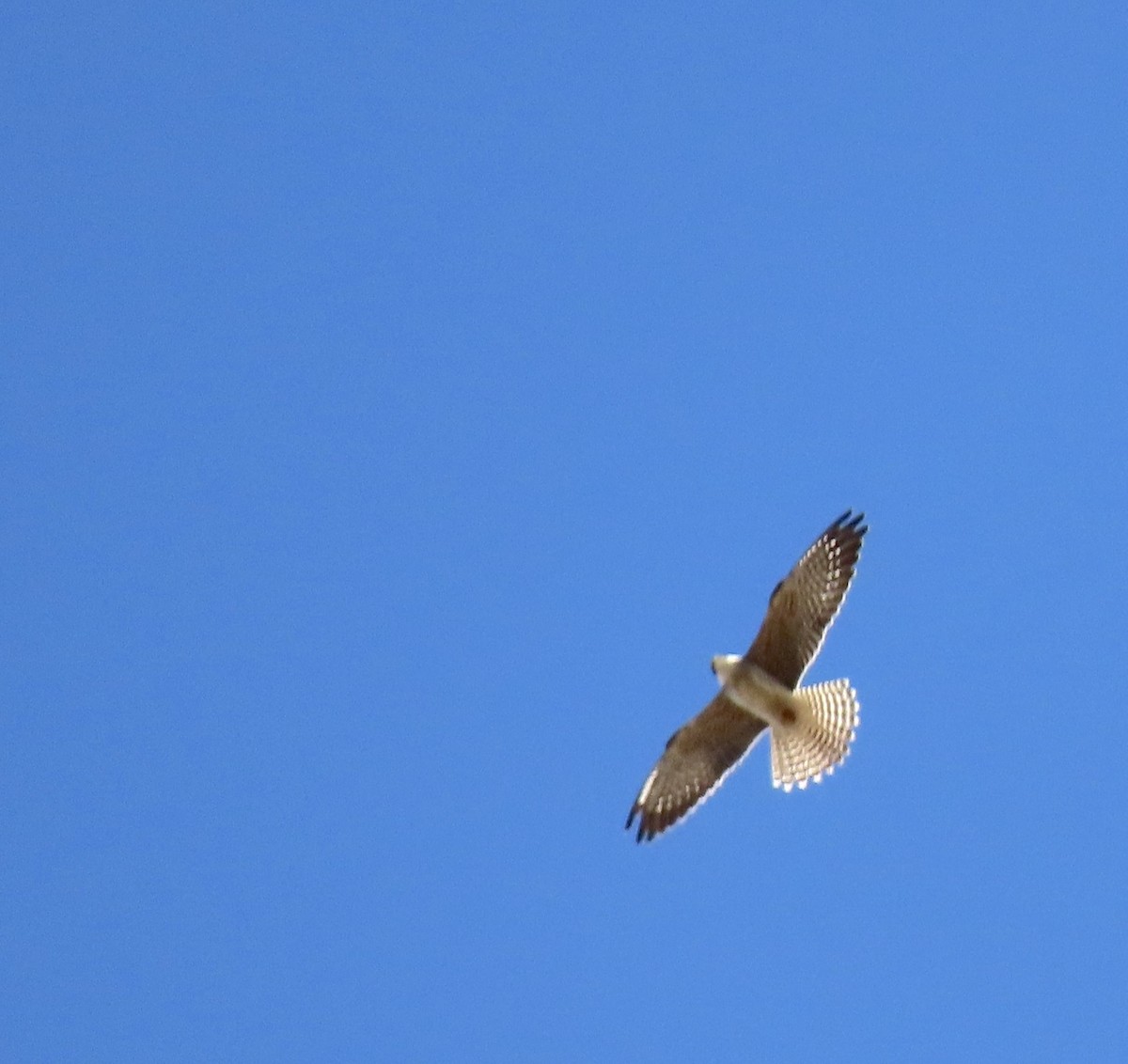 Red-footed Falcon - ML624493545