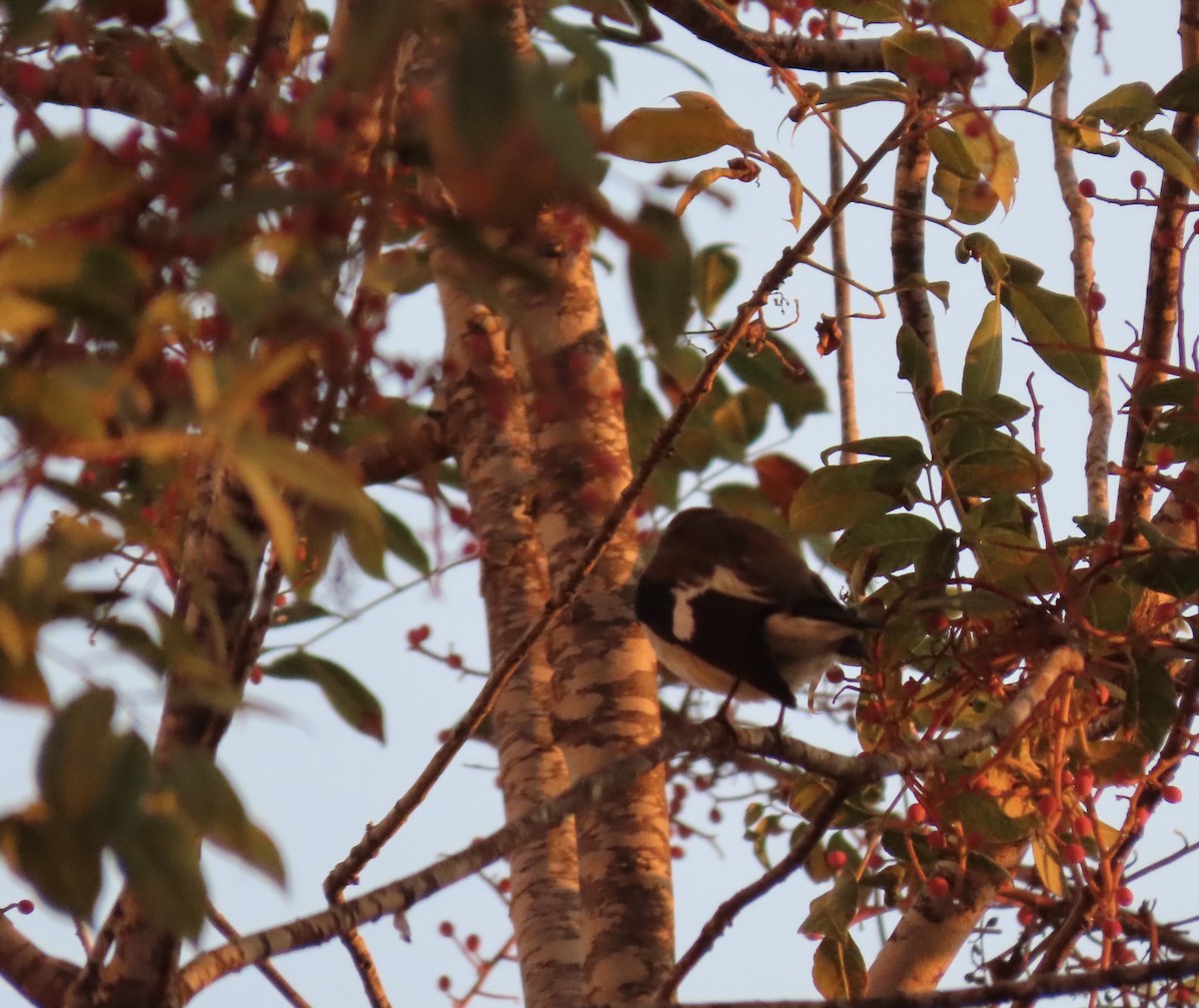 Collared Flycatcher - ML624493546