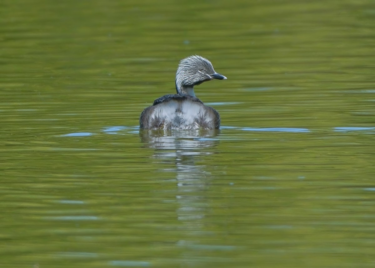 Hoary-headed Grebe - ML624493578