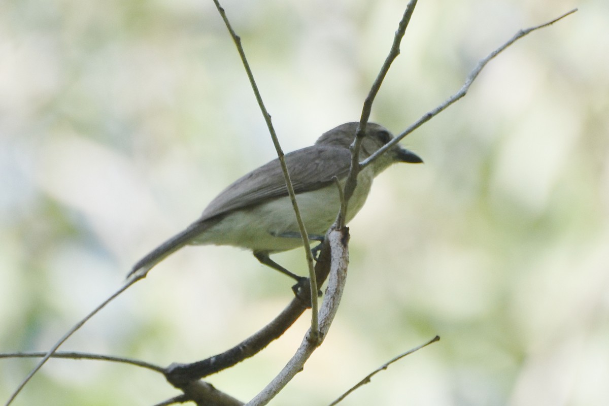 Gray Whistler (Brown) - stephen johnson  🦜