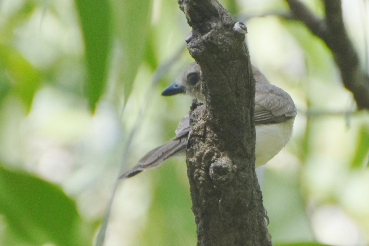 Gray Whistler (Brown) - ML624493677