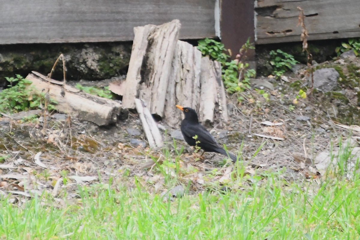 Eurasian Blackbird - ML624493971