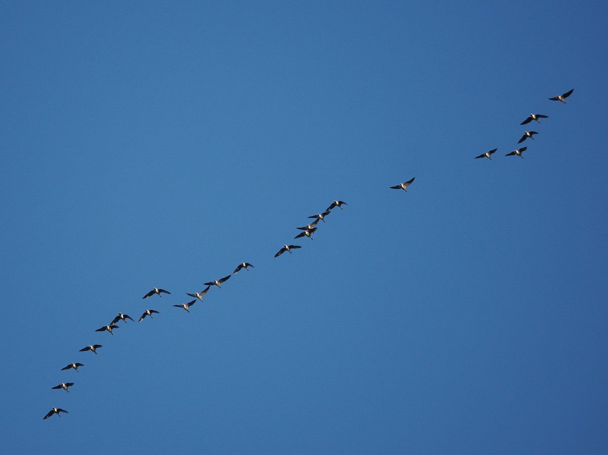 Pink-footed Goose - ML624493994