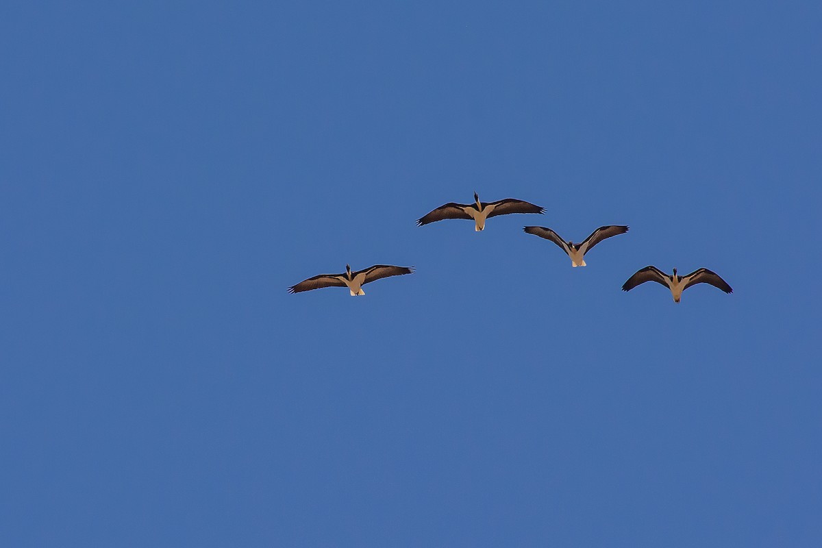 Straw-necked Ibis - ML624494169