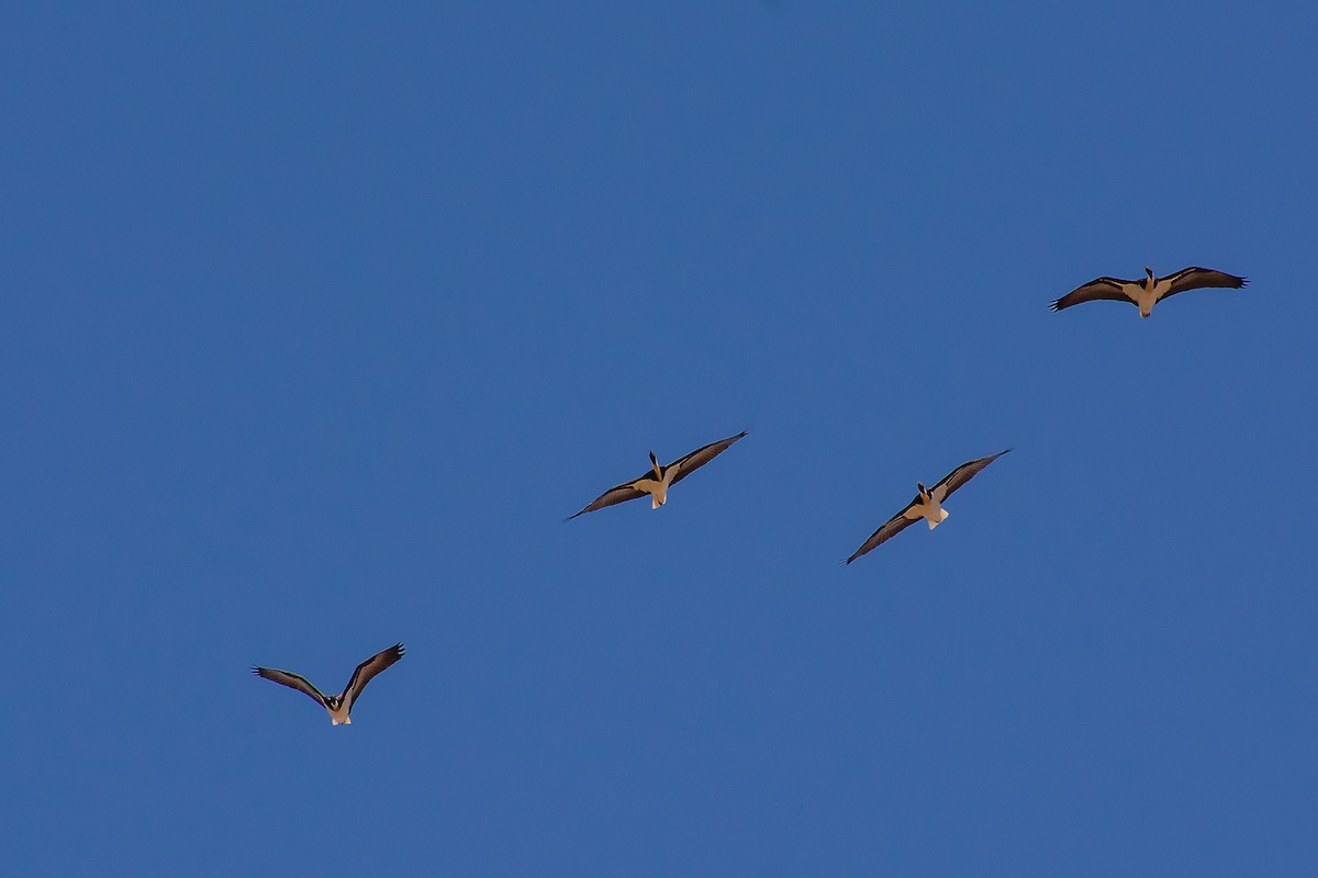 Straw-necked Ibis - ML624494171