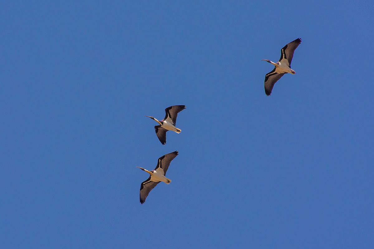 Straw-necked Ibis - ML624494172