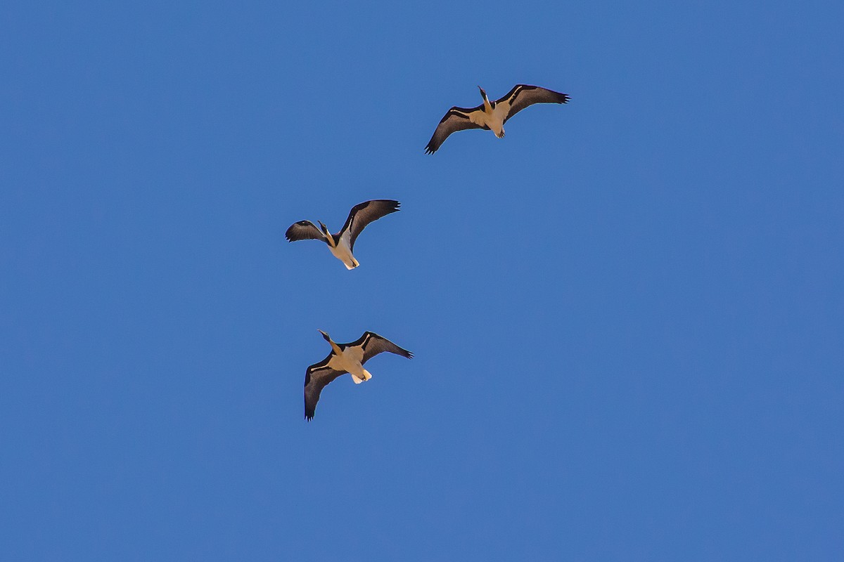 Straw-necked Ibis - ML624494173