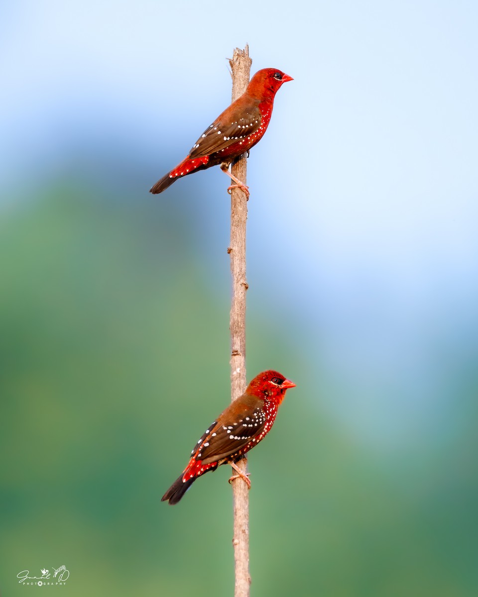 Bengalí Rojo - ML624494193