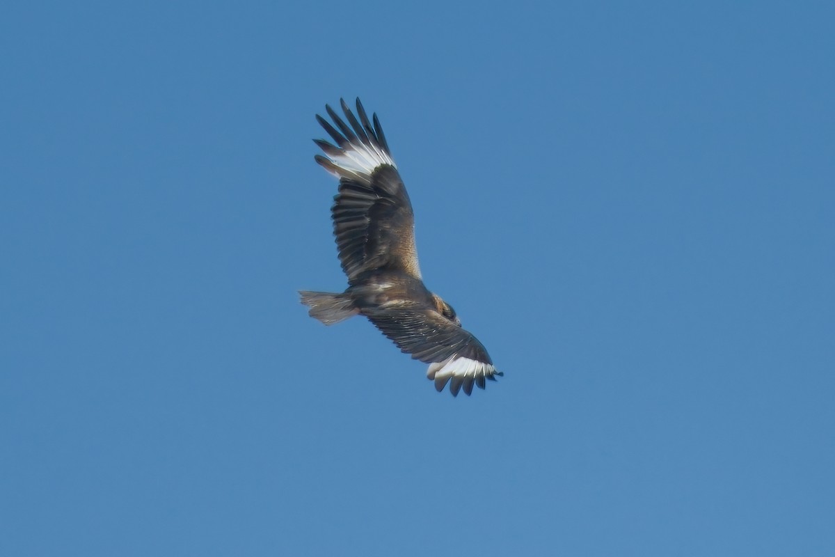 Black-breasted Kite - Adrian Brooks