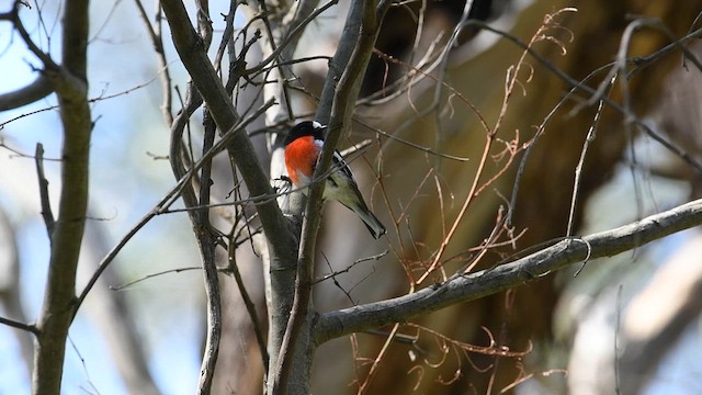 Scarlet Robin - ML624494424