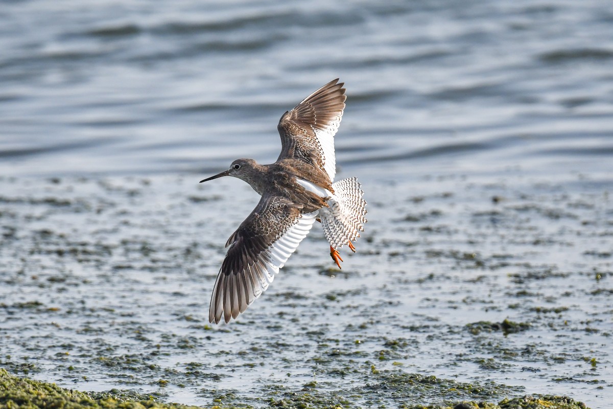 Common Redshank - ML624494476