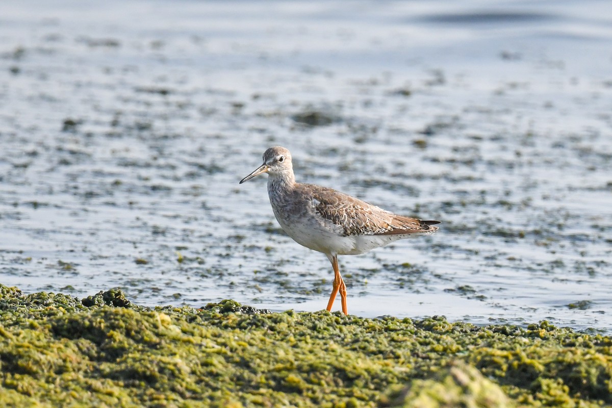 Common Redshank - ML624494477